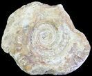Cut and Polished Lower Jurassic Ammonite - England #62564-1